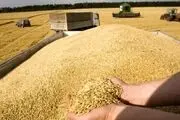 خرید تضمینی گندم سال آینده از ۱۱.۵ میلیون تن می‌گذرد
