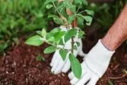 آغاز توزیع نهال رایگان در بین تهرانی‌ها