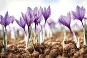  طلای سرخ و افزایش صد در صدی قیمت+ جزئیات