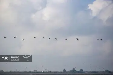 مهمانان زمستانی تالاب انزلی