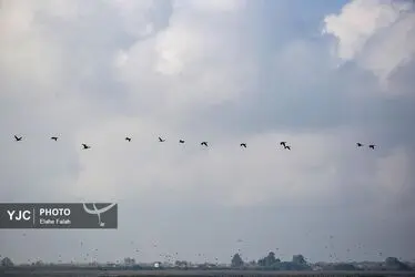 مهمانان زمستانی تالاب انزلی