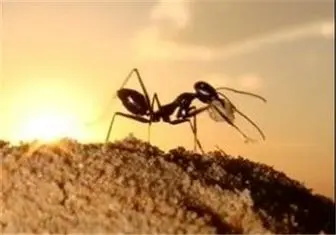 چرا بیشتر مورچه‌ها چپ‌دست هستند؟