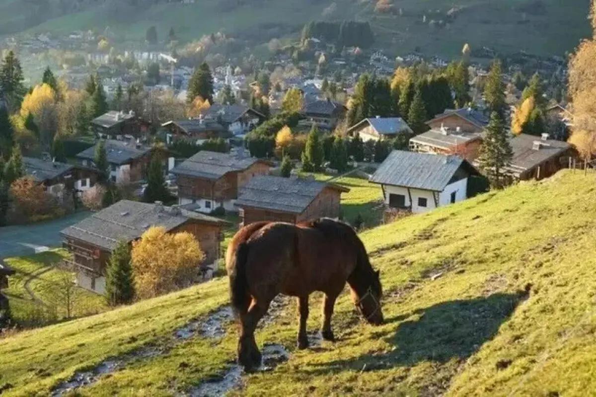 خشکسالی به کشاورزان سوئیس رسید