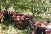 برداشت سیب از دامنه های دنا/گزارش تصویری