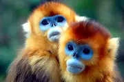 حفاظت از میمون‌های کمیاب در چین