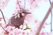 عکس‌های تماشایی از پرندگان/گزارش تصویری