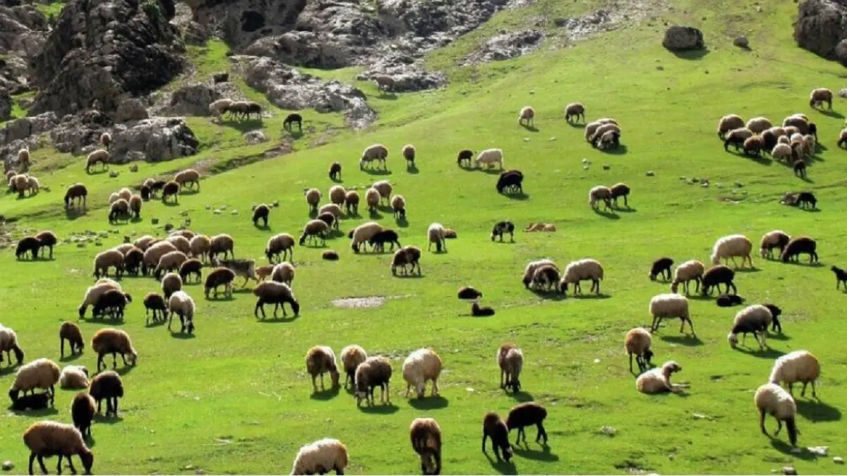 ۲۵ درصد گوشت کشور را جامعه عشایر تولید می‌کنند
