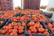 عوارض صادرات پیاز و گوجه فرنگی کاهش یافت
