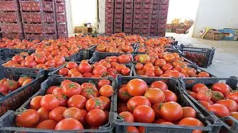 عوارض صادرات پیاز و گوجه فرنگی کاهش یافت
