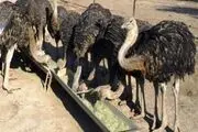 پرورش شترمرغ، صنعتی با کمترین ریسک