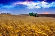 قیمت گندم به زودی اعلام می شود
