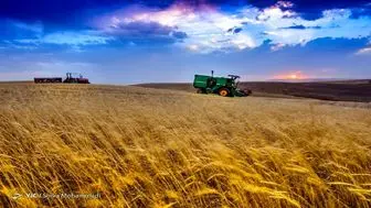 قیمت گندم به زودی اعلام می شود
