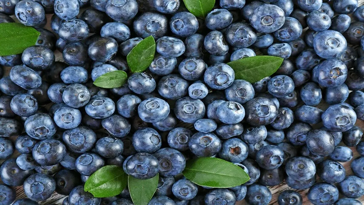بلوبری دشمن آلزایمر است
