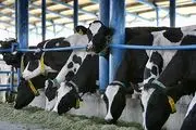 نقش گاوها در گرم شدن کره زمین