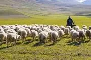قیمت دام زنده امروز 7خرداد 1405 + جدول