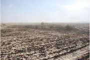 
۲۵ هکتار از مزارع کشاورزی کوهدشت طعمه حریق شد
