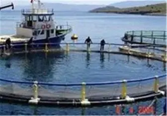 ۳ طرح پرورش ماهی در قفس در آبهای خلیج فارس بوشهر اجرا می‌شود 