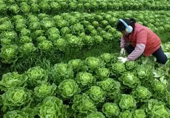 مزرعه فوق پیشرفته «کاهو» در ژاپن