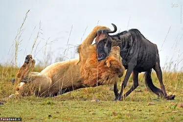 شیر