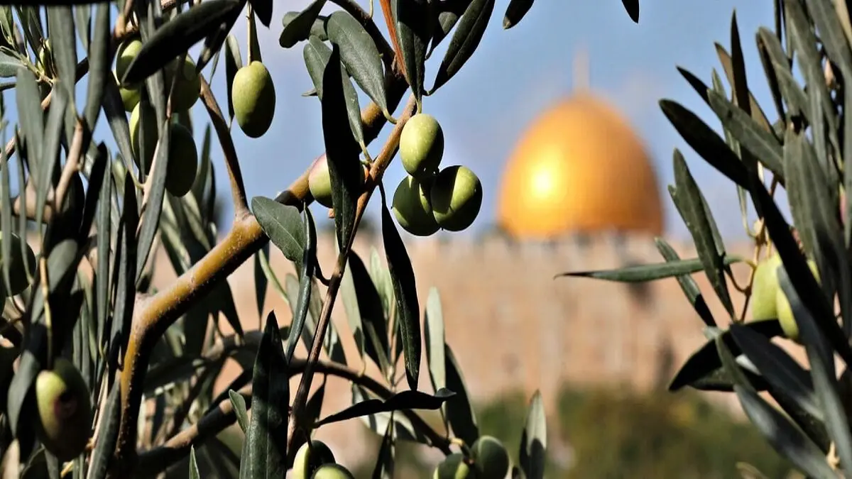 
چرا صهیونیست‌ها از درختان زیتون فلسطینی‌ها می ترسند؟
