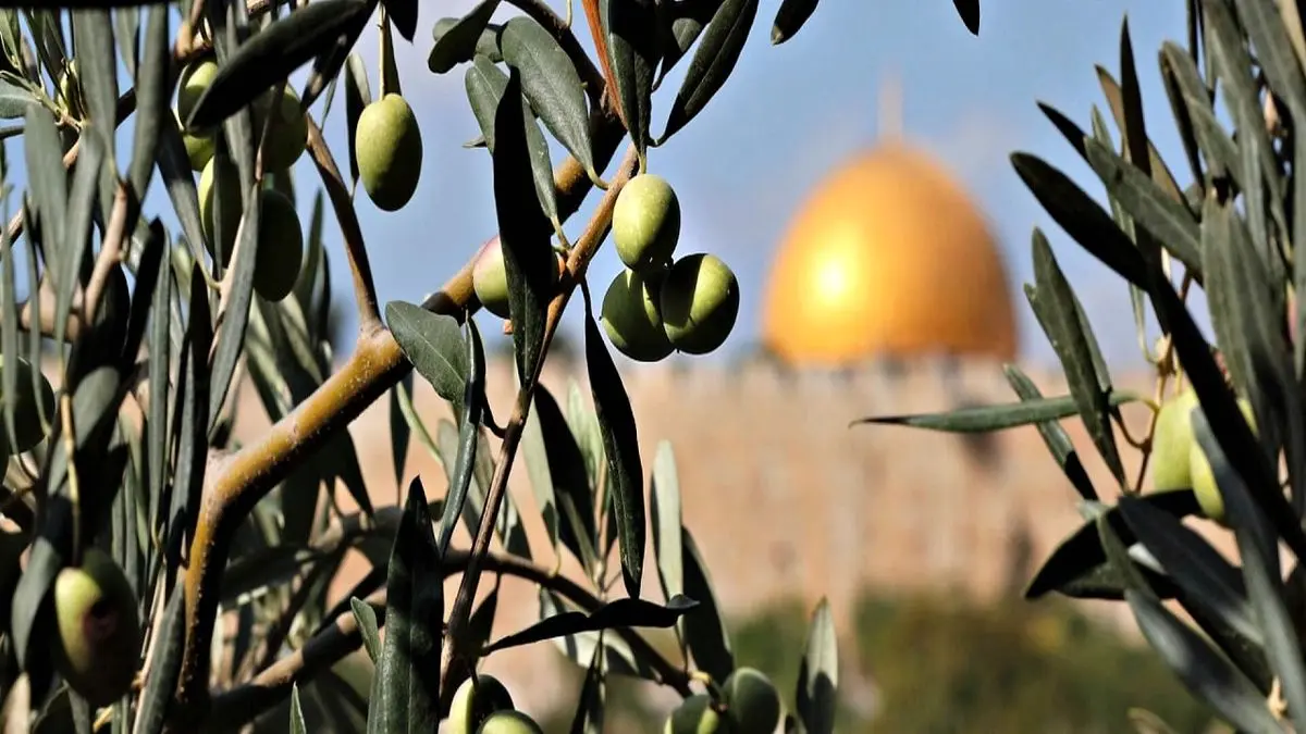 چرا صهیونیستها از درختان زیتون فلسطینیها می ترسند؟