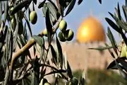
چرا صهیونیست‌ها از درختان زیتون فلسطینی‌ها می ترسند؟
