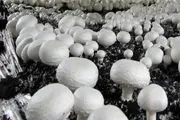 تولید قارچ در فصل سرما افزایش می یابد
