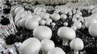 تولید قارچ در فصل سرما افزایش می یابد
