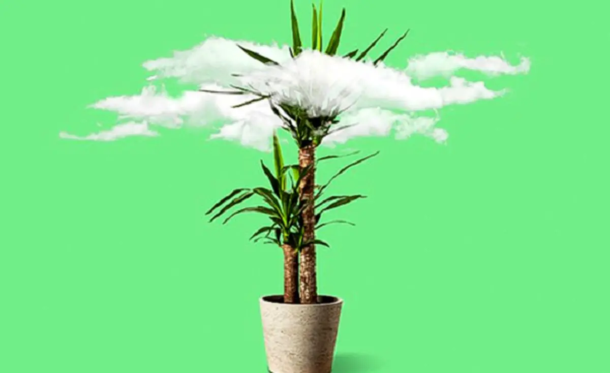 بجای دستگاه تصفیه هوا ازین گیاهان آپارتمانی استفاده کنید