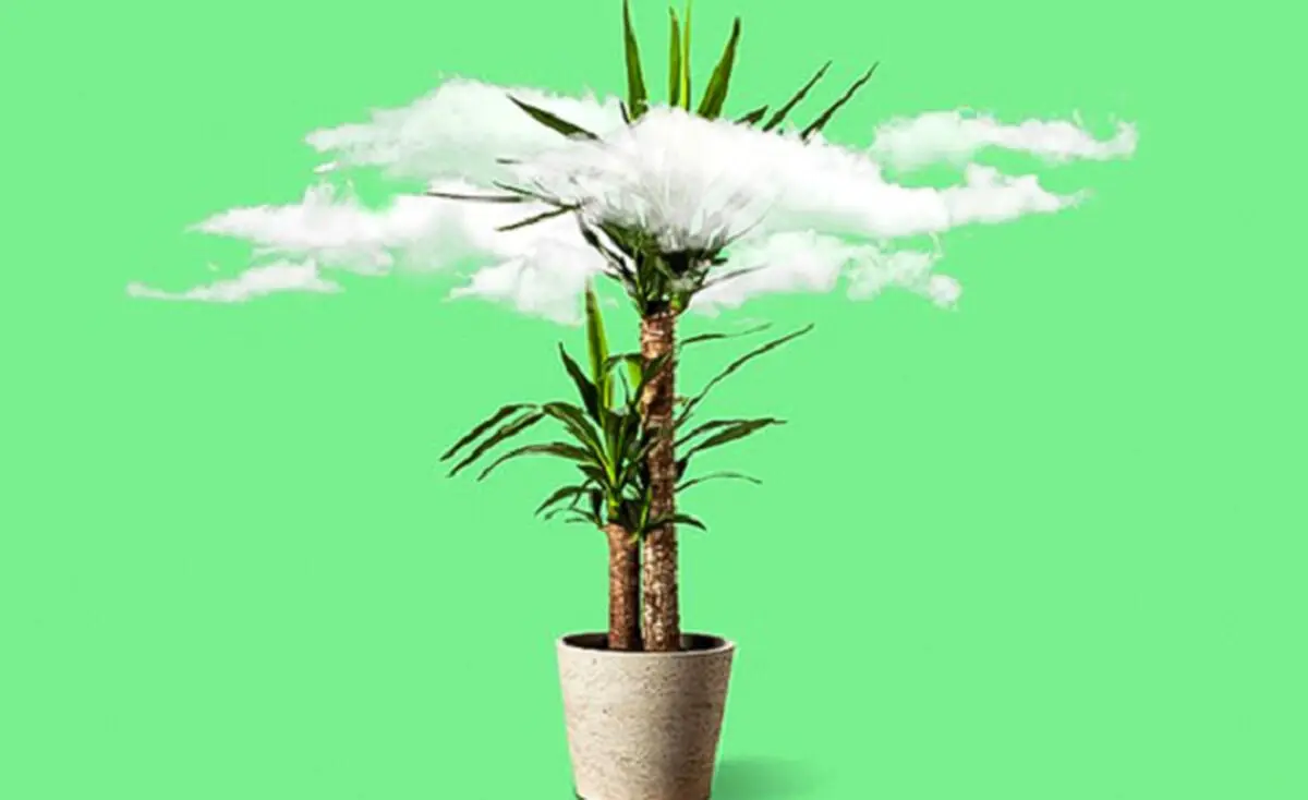 بجای دستگاه تصفیه هوا ازین گیاهان آپارتمانی استفاده کنید