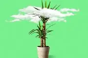 بجای دستگاه تصفیه هوا ازین گیاهان آپارتمانی استفاده کنید
