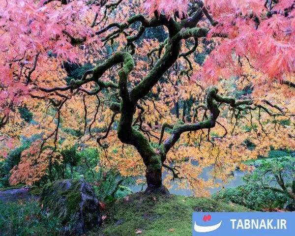 پاییز؛ شکوه رنگ‌ها در چهار گوشه جهان/گزارش تصویری