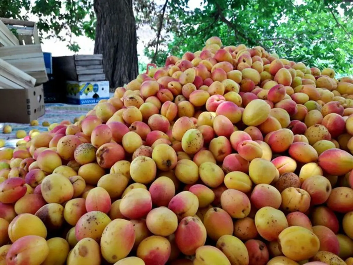 آغاز برداشت زرد آلو از باغات روستای نمهیل شهرستان خلخال +تصاویر