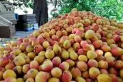 آغاز برداشت زرد آلو از باغات روستای نمهیل شهرستان خلخال +تصاویر