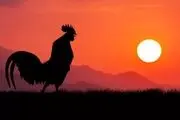 چرا خروس‌ها در سپیده‌دم بانگ سر می‌دهند؟