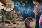 راه‌های پیشگیری از «هانتاویروس»