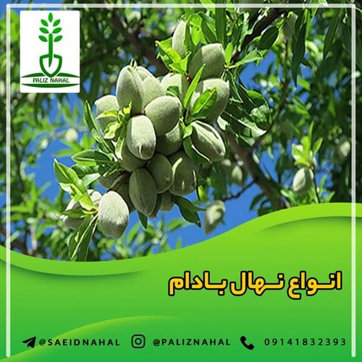 خرید نهال بادام، یک انتخاب هوشمندانه برای درآمدزایی + مشاوره رایگان