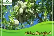 خرید نهال بادام، یک انتخاب هوشمندانه برای درآمدزایی + مشاوره رایگان
