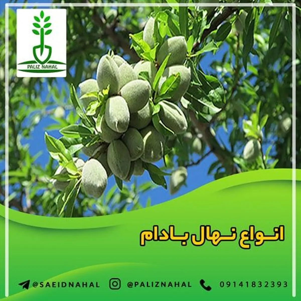 خرید نهال بادام، یک انتخاب هوشمندانه برای درآمدزایی + مشاوره رایگان
