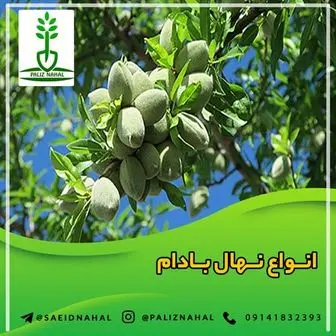 خرید نهال بادام، یک انتخاب هوشمندانه برای درآمدزایی + مشاوره رایگان
