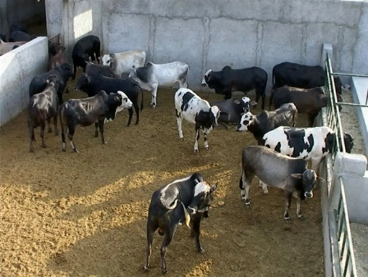 دامداری گناباد در حال نابودی است