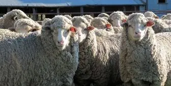 4 دلیلی که مردم گوسفند قربانی را باید از مراکز عرضه بهداشتی تهیه کنند
