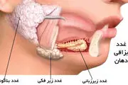 نقش های غدد بزاقی در بدن