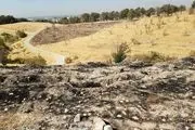 سوء مدیریت دلیل خشک شدن درخت‌های پارک چیتگر

