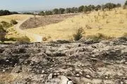 سوء مدیریت دلیل خشک شدن درخت‌های پارک چیتگر

