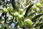 ایران به ریاست شورای بین‌المللی زیتون انتخاب شد
