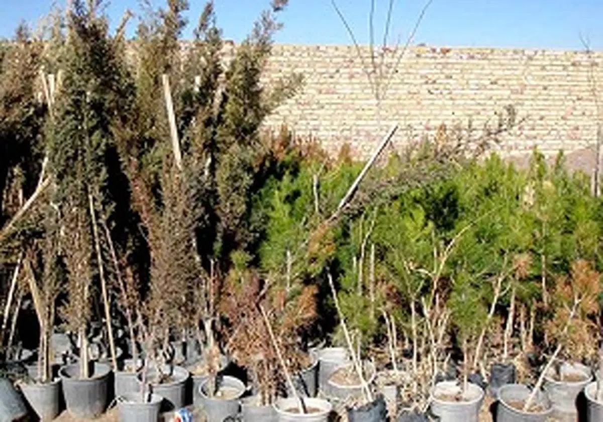 اهدا ۳۰ هزار نهال در اهواز/ عکس