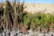 بیش از ۱۰ هزار نهال رایگان میان شهروندان شمال پایتخت توزیع می‌شود
