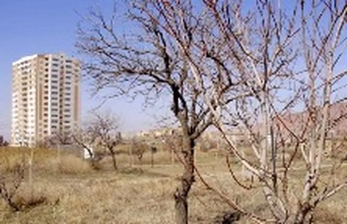 ریشههایی که خشک می شوند تا برج هایی بالا بروند