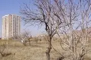 ریشه‌هایی که خشک می شوند تا برج هایی بالا بروند